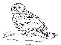 Feb 09, 2021 · online jigsaw puzzles suitable for toddlers, preschool and kindergarten Owls Coloring Pages And Printable Activities