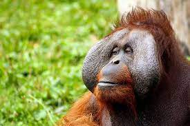 The place is relatively small and you walk in an enclosed walkway. Bukit Merah Orang Utan Island And Ipoh Tour From Kuala Lumpur 2021