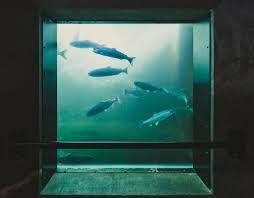 When to see salmon at the ballard fish ladder. Ballard Locks Decaseconds