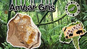 Además, no se sabía su origen ni, por supuesto, como fabricarlo. Ambar Gris Sabias Que Youtube