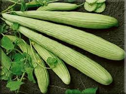 Image result for Cucumis meeusei