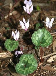 Image result for Cyclamen parviflorum