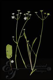 Image result for Alepidea