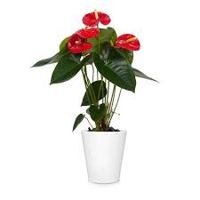 We did not find results for: Red Anthurium Plants For Sale Fastgrowingtrees Com