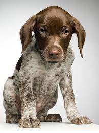 Beautiful german shorthaired pointer puppies. German Shorthaired Pointer Puppy German Pointer Puppy Puppies Pointer Puppies
