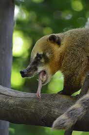 Coati, a mammal of the nasua genus. Nasenbar Tierpark Zittau Zoo Im Dreilandereck