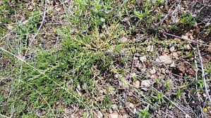 Image result for Thesium nigricans