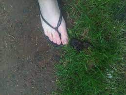 Girl foot in dog shit | MOTHERLESS.COM ™