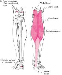By brent brookbush ms, pes, ces, cscs, acsm h/fs. 2