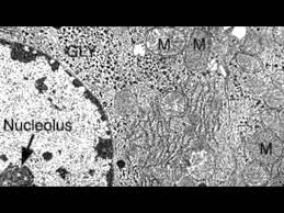 Red blood cells under 100x and 400x microscope. 2 3 3 Identify Structures From Electron Micrographs Of Liver Cells Youtube