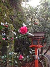 Camellia In Kurama Shrine In Kyoto Outdoor Decor Bird House Decor