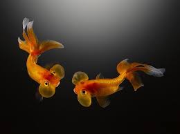 Bubble Eye Goldfish Bubble Eye Goldfish Goldfish Goldfish Types