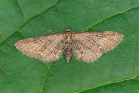 Image result for Eupithecia tripunctaria