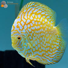 Golden Checkerboard Discus Discus Fish Tropical Freshwater Fish Discus