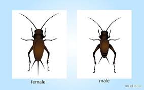 Fort bragg, cumberland county, north carolina, usa i think this and a few others like it in the guide may be walker's camel cricket, ceuthophilus walkeri. 83 Crickets Ideas Getting Rid Of Crickets Insects Cool Insects