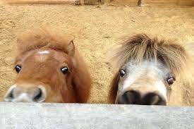 We have put together 'trios' of pure bred unrelated falabella horses for you. Klein Aber Oho Minipferde Und Miniponys Das Eigene Pferd