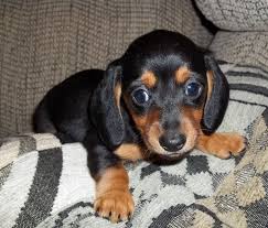 Only responsible and respectable dachshund breeders may submit to this site. Daisy S Dachshunds Dachshund Breeder Lyles Tennessee