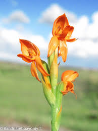 Image result for Platycoryne