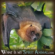 If you already have a pet bat and want to better its life by placing it into a sanctuary, please contact bat world at sanctuary@batworld.org. Bats In Dreams Their Symbolism Messages Omens Animal Dreams
