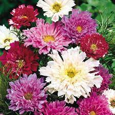 Double Click Cosmos Gurney S Seed Nursery Co Flower Seeds Annual Flowers Flowers