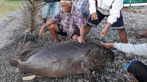 Harga ikan kerapu bebek sangat relative antara rp. Lihat Goropa Raksasa Kembali Hebohkan Teluk Tomini Page 2 Daerah Jpnn Com