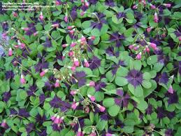 Image result for Oxalis tetraphylla
