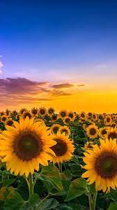 We have collected 3380 iphone wallpapers, all wallpapers are available for free download. Sunflowers Fields Sunshine Summer Clouds 750x1334 Iphone 8 7 6 6s Wallpaper Background Picture Image