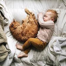 Pin By Louisa On 3 Animals Babies 3 Cat Sleeping Kittens Cute Cats