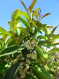 Image result for Ilex mitis