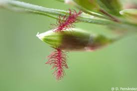 Image result for Acroceras zizanioides