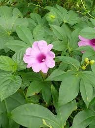 Image result for Ipomoea involucrata