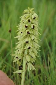 Image result for Eulophia ensata