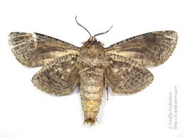 Image result for Cossus cossus