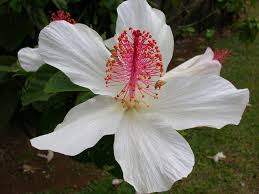 Image result for Hibiscus kirkii