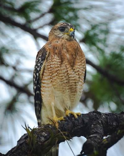 Hawks in South Florida: The Red-Shouldered Hawk and Cooper's Hawk - Northern Palm Beach County Improvement District