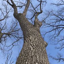 Black walnut trees contain a chemical, juglone, that inhibits the growth and survival of surrounding plants but there are black walnut tree tolerant plants. How To Have An Edible Garden Under Black Walnut Trees Daily Harvest Designs Llc