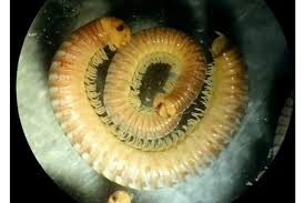 Image result for Cylindropsis