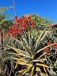 Image result for Acalypha volkensii