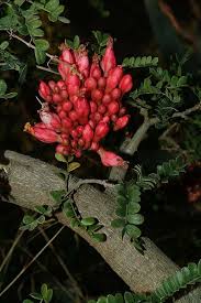 Image result for Schotia capitata