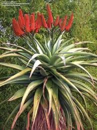 Image result for Aloe aculeata × excelsa