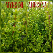 Image result for Myrsine africana