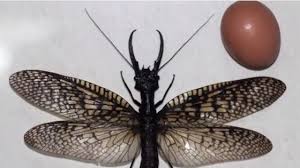 Voir plus d'idées sur le thème insectes, coléoptère, entomologie. Le Plus Gros Insecte Aquatique Au Monde Decouvert En Chine