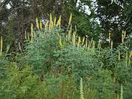 Image result for Crotalaria preladoi