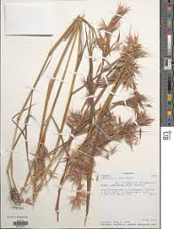 Image result for Hyparrhenia rudis