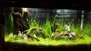Planted Aquarium Starwars Theme Fish Tank Fish Tank Themes Aquarium
