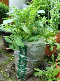 Aber, wie man sie pflanzt, darüber gibt es verschiedene meinungen. Kartoffeln Auf Dem Balkon Anbauen Tipps Zu Anbau Pflege Und Ernte