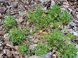 Image result for Oxalis corniculata