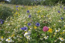 This offer is limited to one pack of seeds per customer. Wildflower Seeds Mixture Buy Small Or In Bulk Uk Supplier