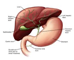 What are the four functional groups of liver components? Gallbladder Scan Johns Hopkins Medicine