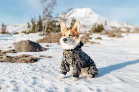 Visit us now to find your dog. Cutest Corgi Puppy Hiker Dog Exploring Snow At Mt Hood Oregon Pacific Northwest Adventure Pup Wearing Dog Onesie From Ultr Cute Corgi Puppy Corgi Cute Corgi
